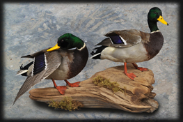 mallards